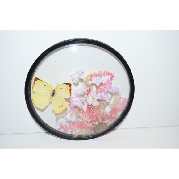 Vtg Creco Butterfly And Pink Flower Taxidermy  Round Convex Glass Wall Frame - Picture 2 of 7
